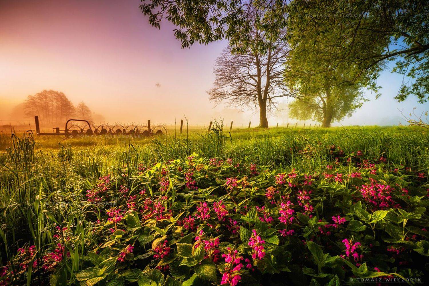 landscape, poland, light, summer, awesome, amazing, sunrise, sunset, lovely, nature, travel, countryside, flowers, insect, colors, fog, mist, mood, Tomasz Wieczorek