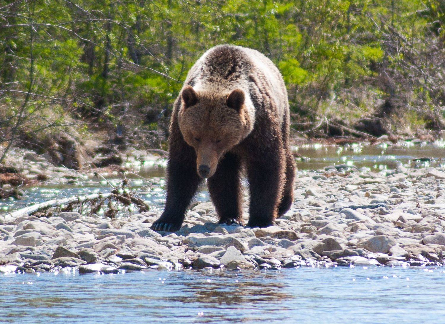 , Андрей Загребельный
