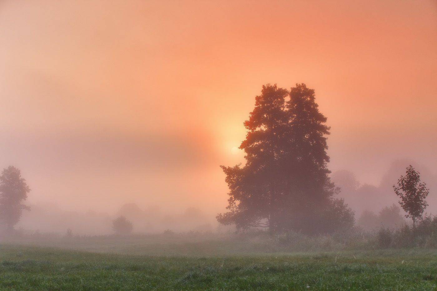 август, беларусь, лето, рассвет, река, туман, уса, утро, Вейзе Максим