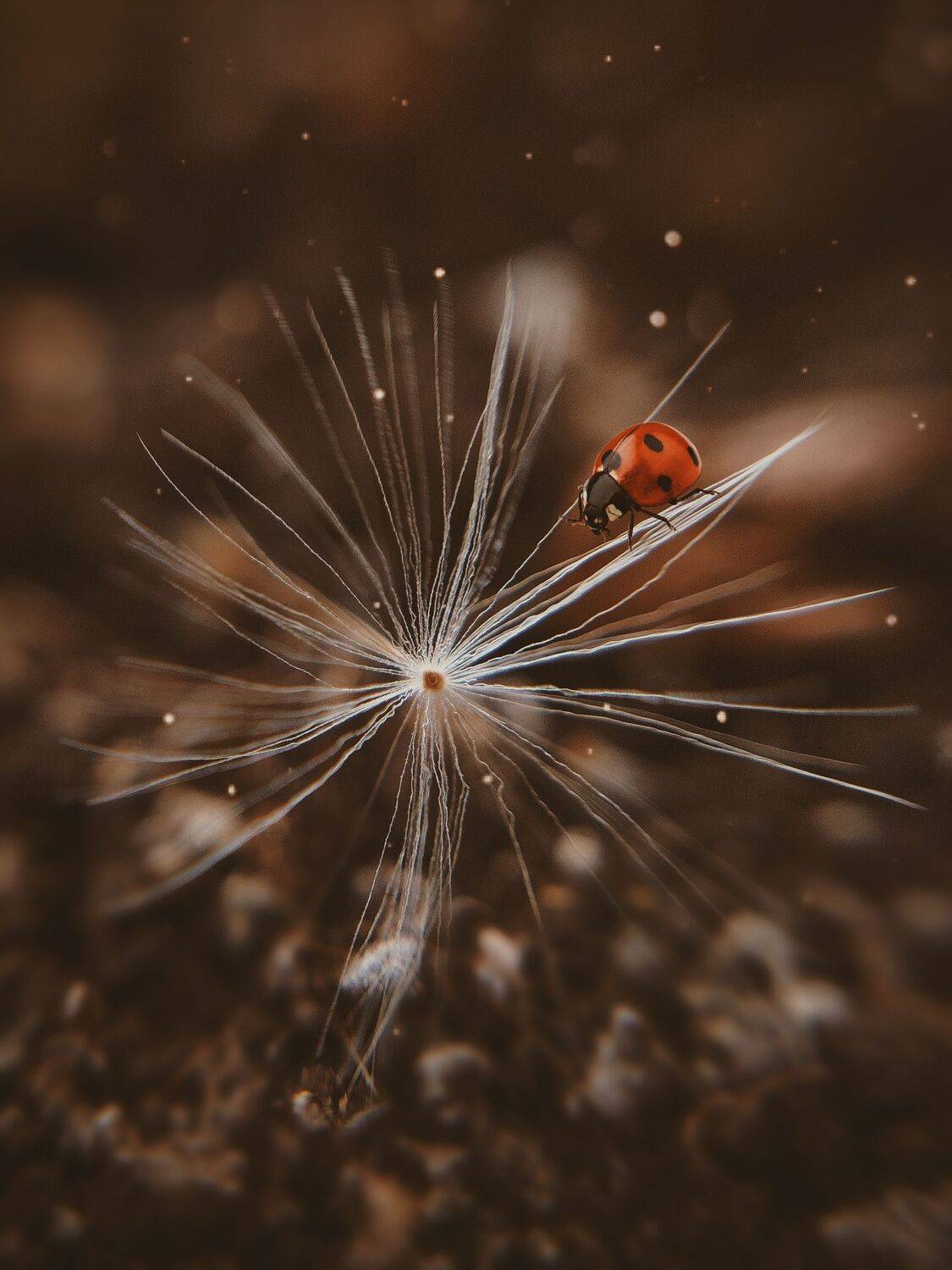 макро, Olga Smirnova