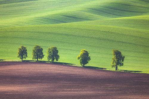 Среди ковриков