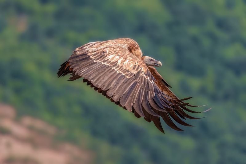 Белоглав лешояд (Gyps fulvus)... фото превью