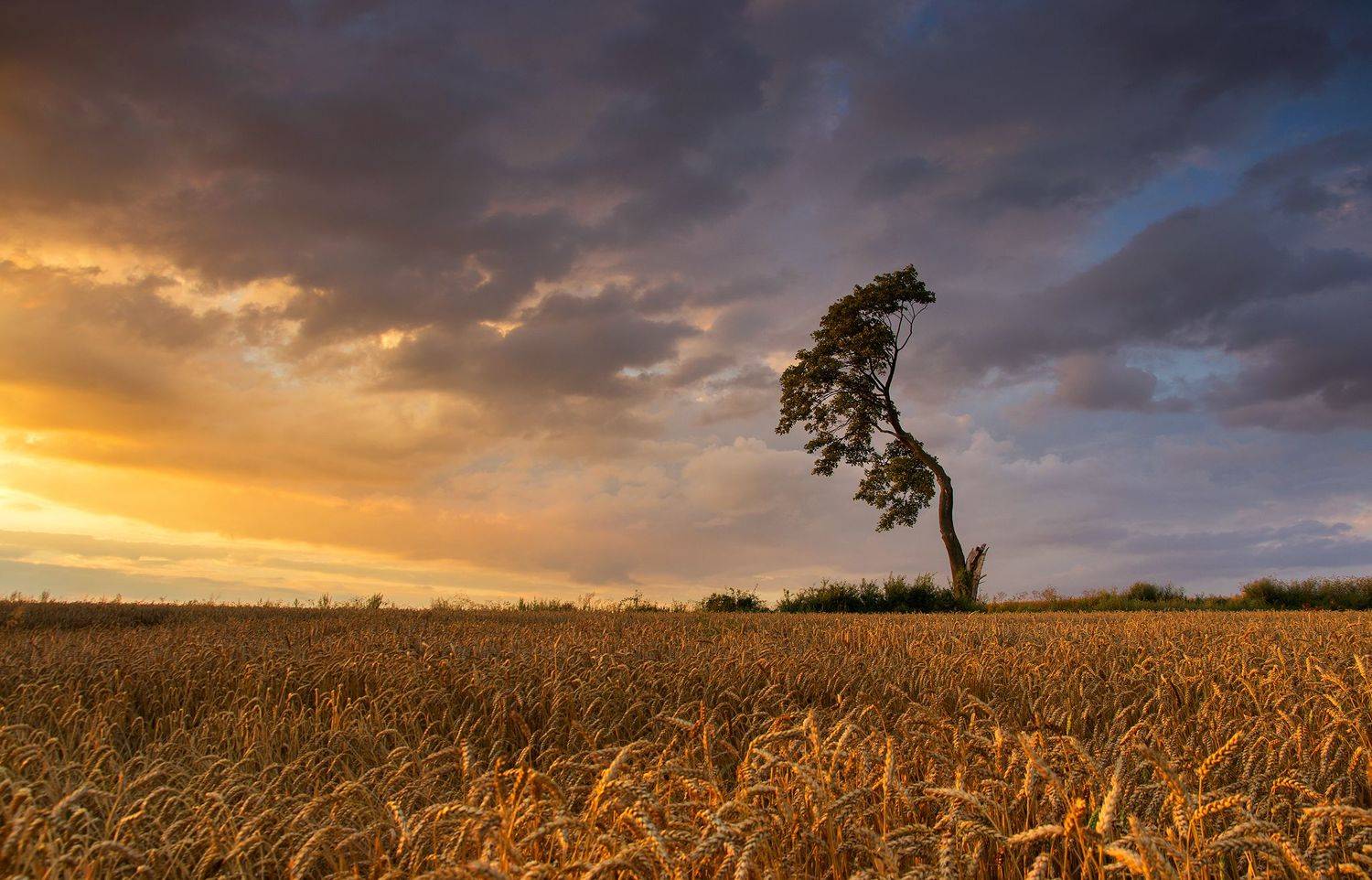 sunshine, fields, night, mist, tree, abadoned, old, clouds, red, sky, Lukasz Zugaj