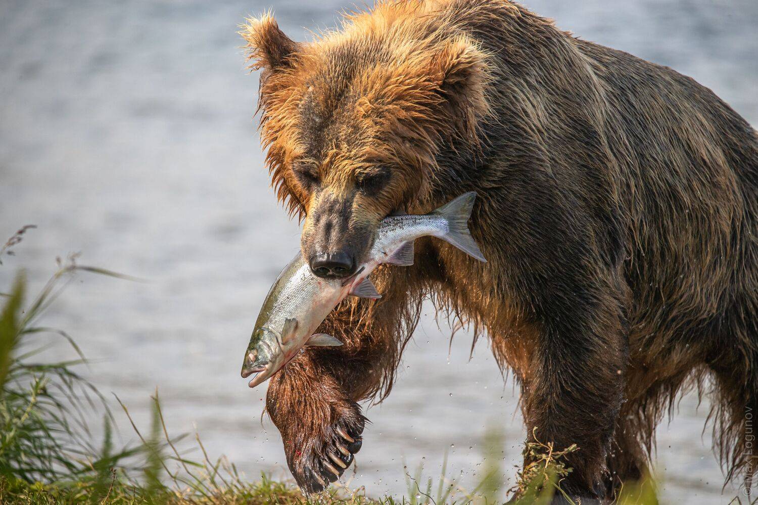 медведь, камчатка, Логунов Максим