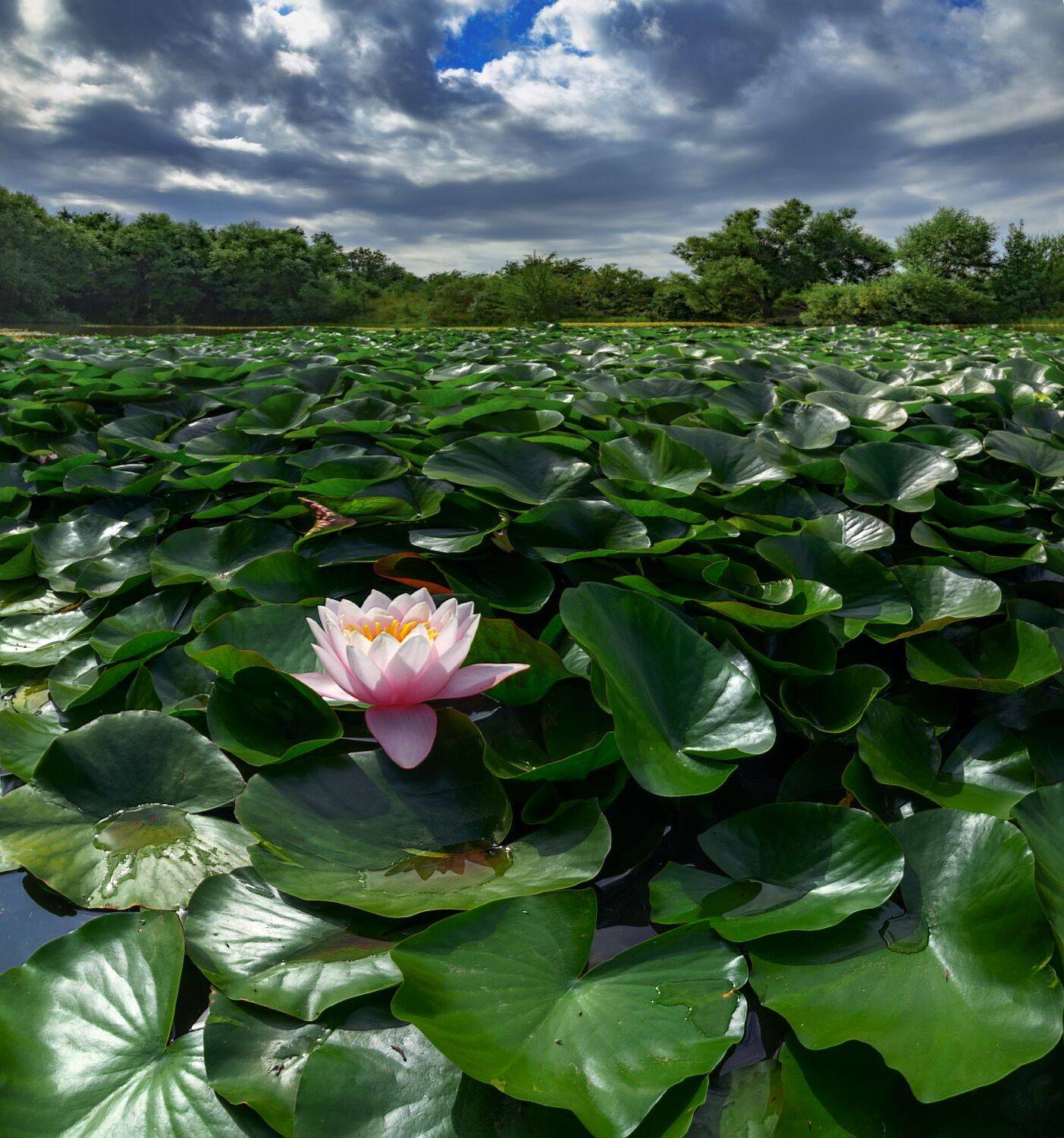 кувшинки,природа,пейзаж, Елена Брежицкая