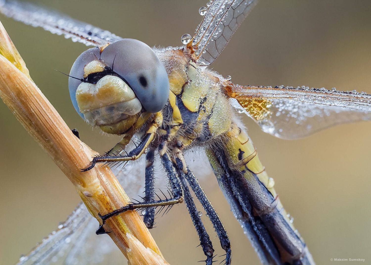 , Максим Сумской