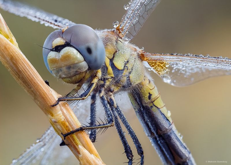 *** фото превью