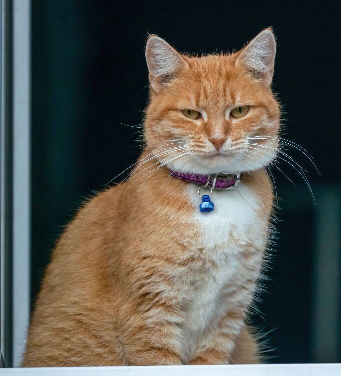 , Константин Дэм