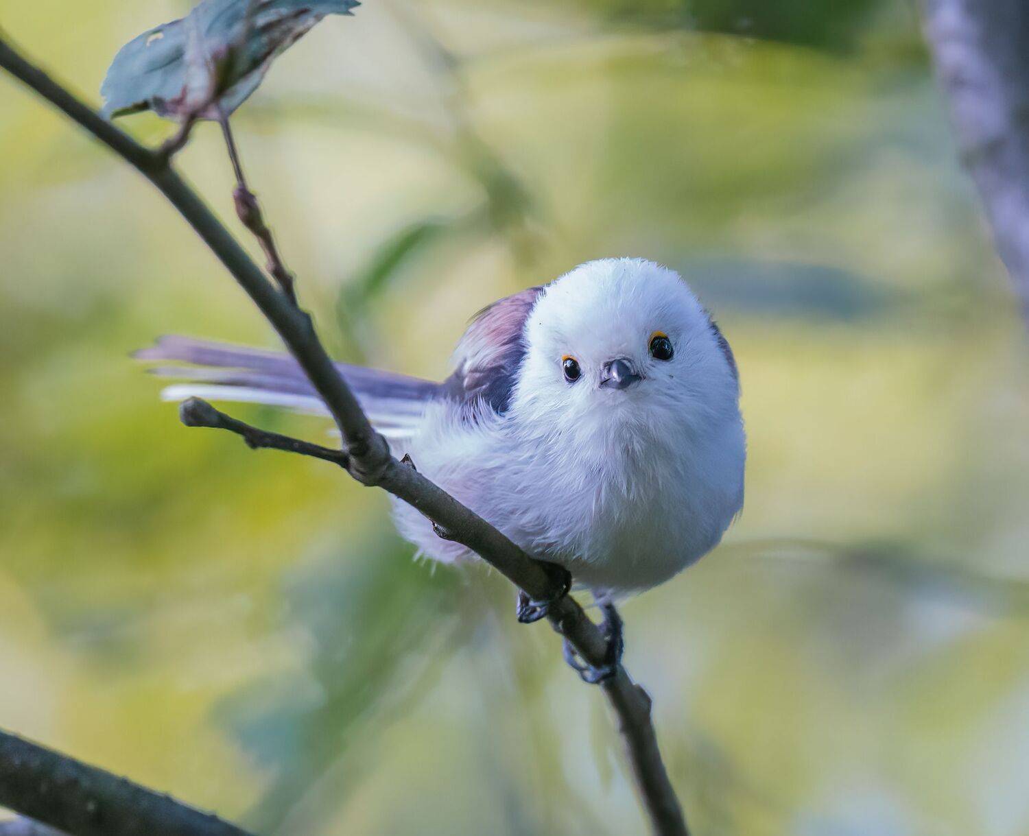 , Константин Дэм