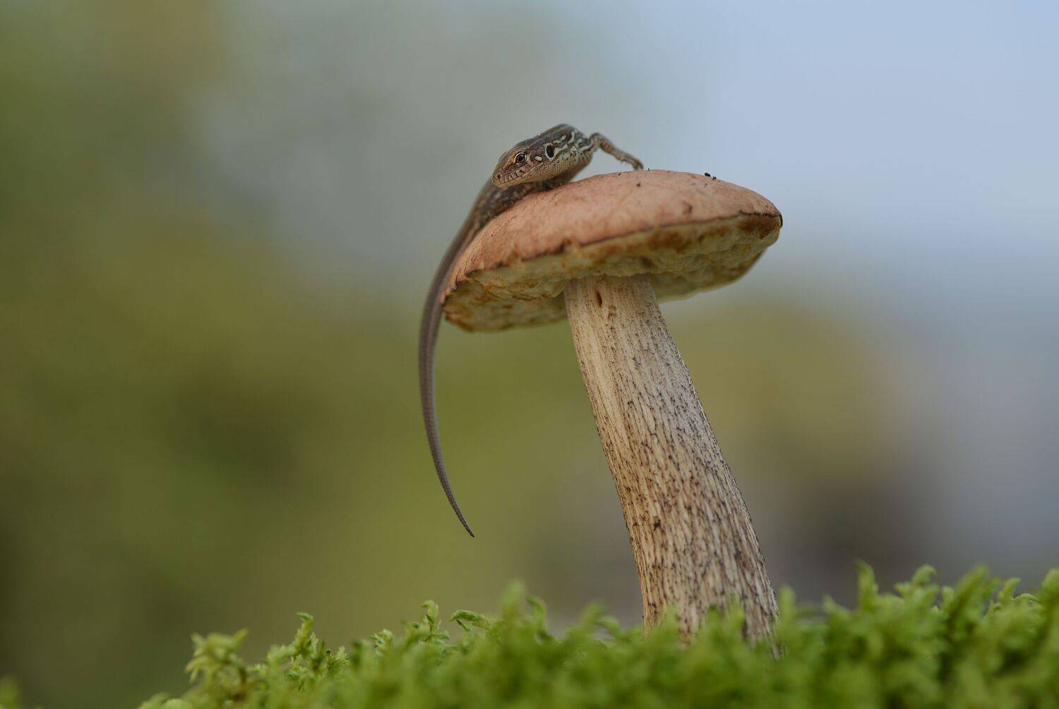 , Лапшина Владлена