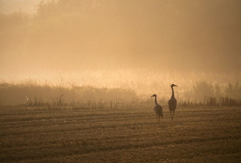 morning in the meadow... фото превью