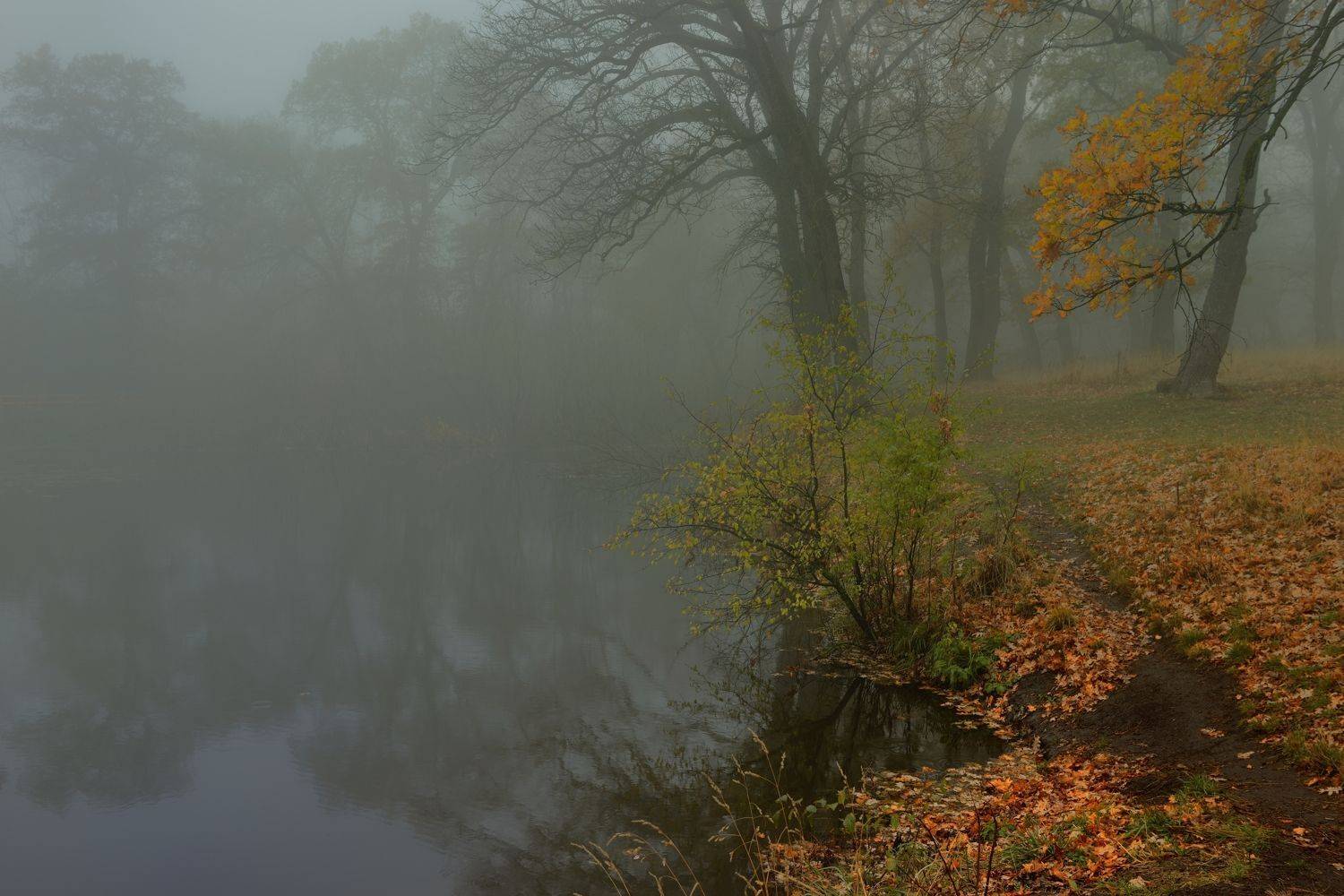 осень листва утро лес туман, Александр Жарников