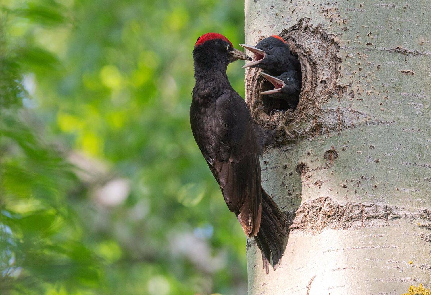 птица желна черный дятел птенцы, Руслан Сигушин