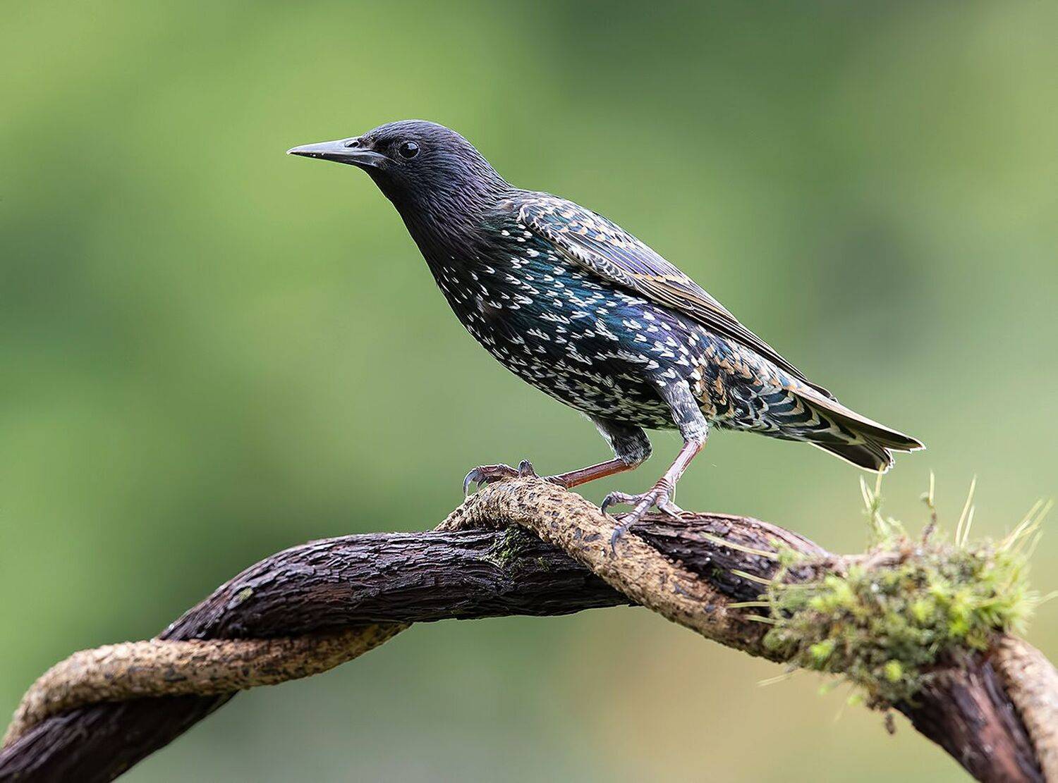 обыкновенный скворец, european starling, скворец, starling, Elizabeth Etkind