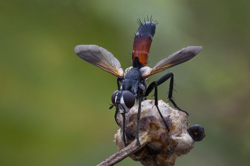 Толстоголовка фото превью