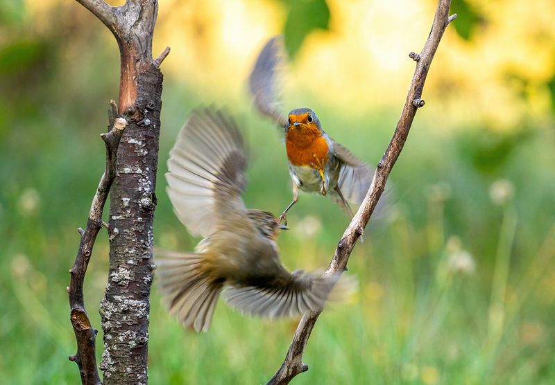 Воздушный бой фото превью