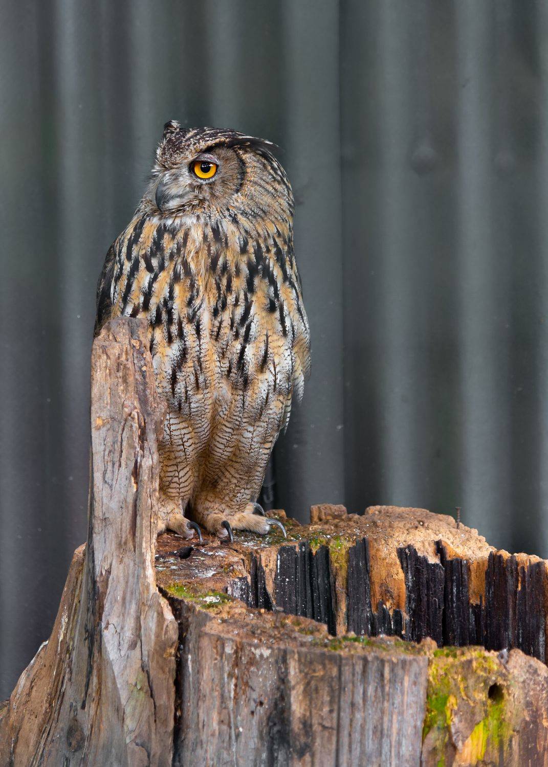 Птицы, хищники, пернатые, дикие животные, Константин Костин