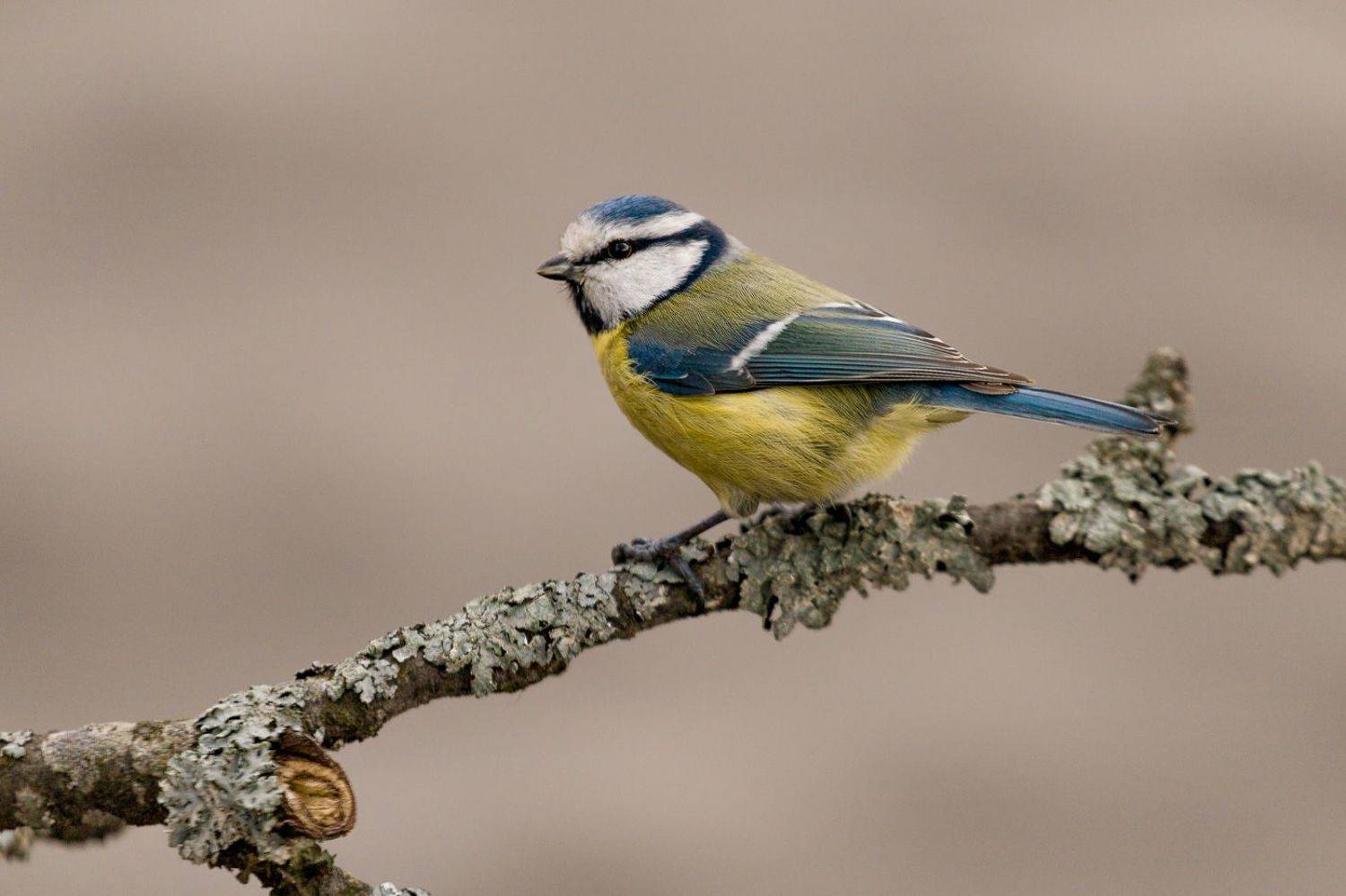 лазоревка, птицы, birds, wildlife, blue tit, Алексей Юденков