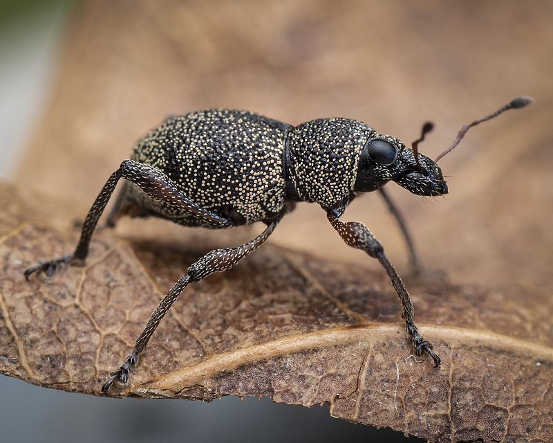 Macro фото превью