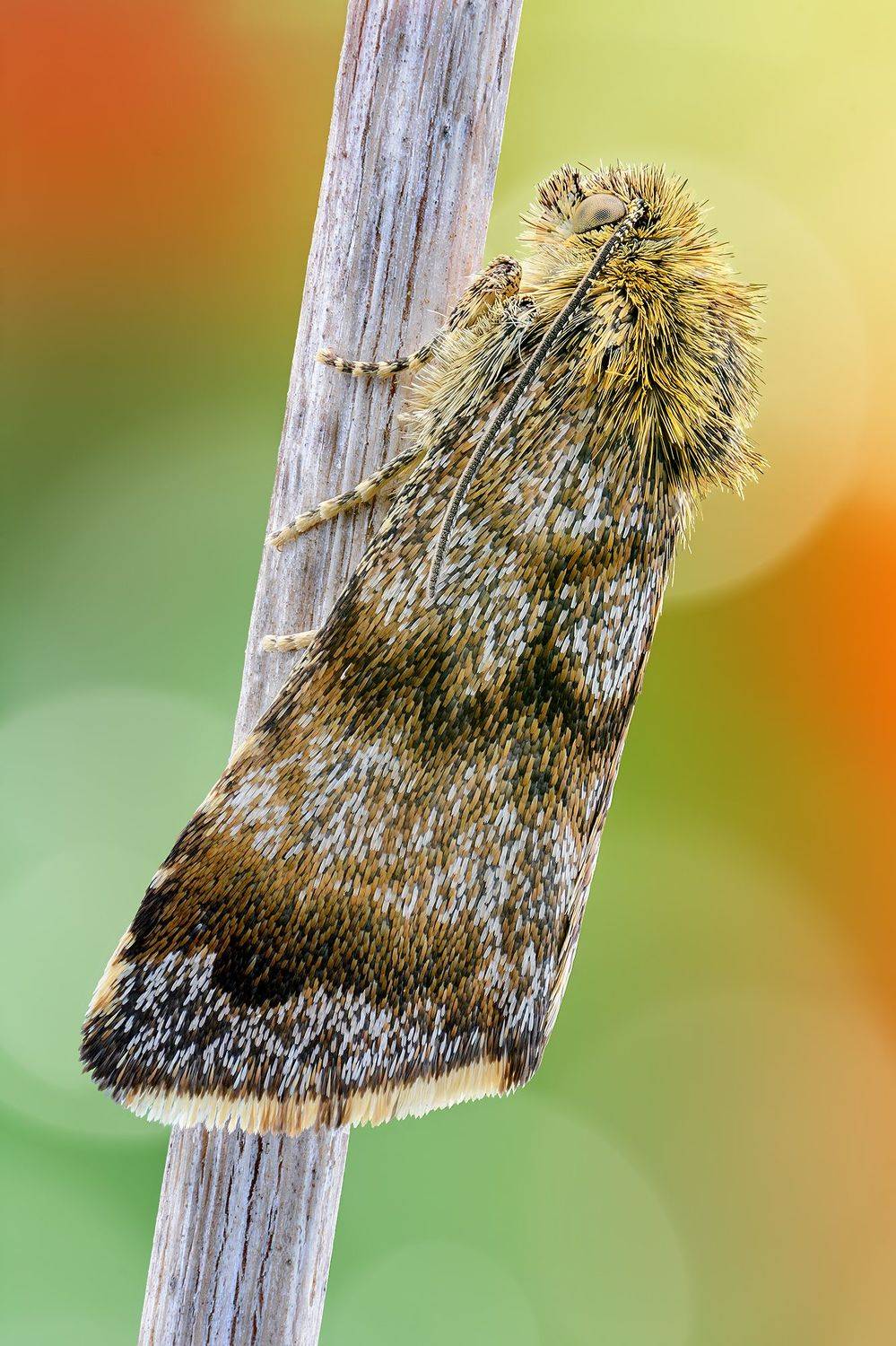 irass, waledzik, nat geo, olympus, close up, macro, extreme macro, макро, Ireneusz Irass Walędzik