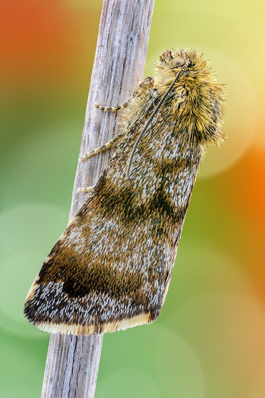 irass, waledzik, nat geo, olympus, close up, macro, extreme macro, макро Panemeria tenebrata. фото превью