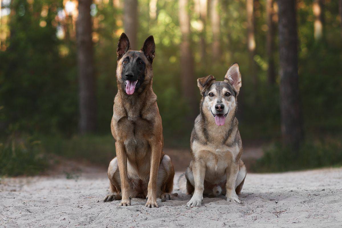 собака, животное, dog, метис, дворняга, малинуа, овчарка, Евгений Крутиков