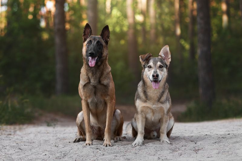 собака, животное, dog, метис, дворняга, малинуа, овчарка Парочка фото превью