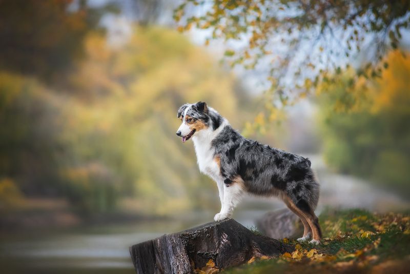 Autumn Vibes фото превью