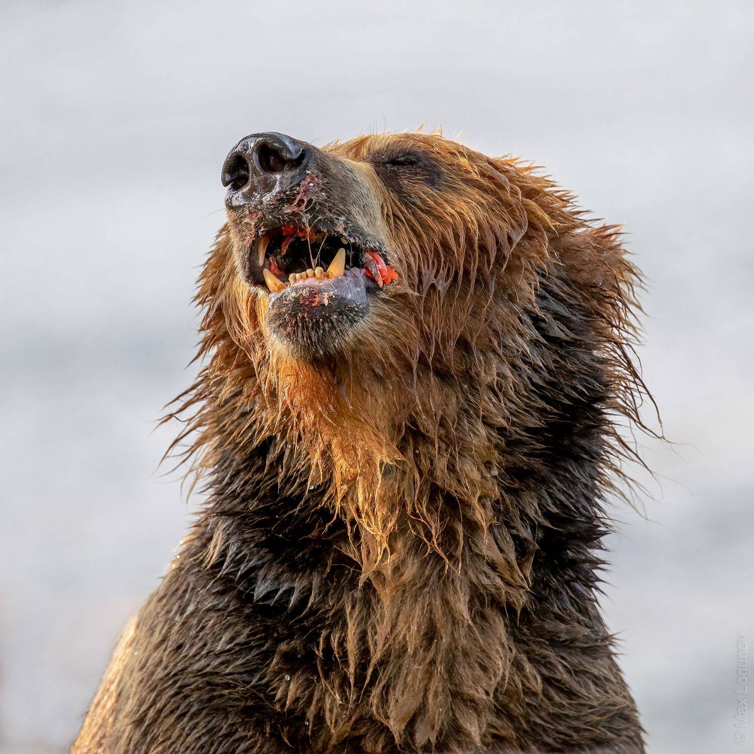 медведь, камчатка, Логунов Максим