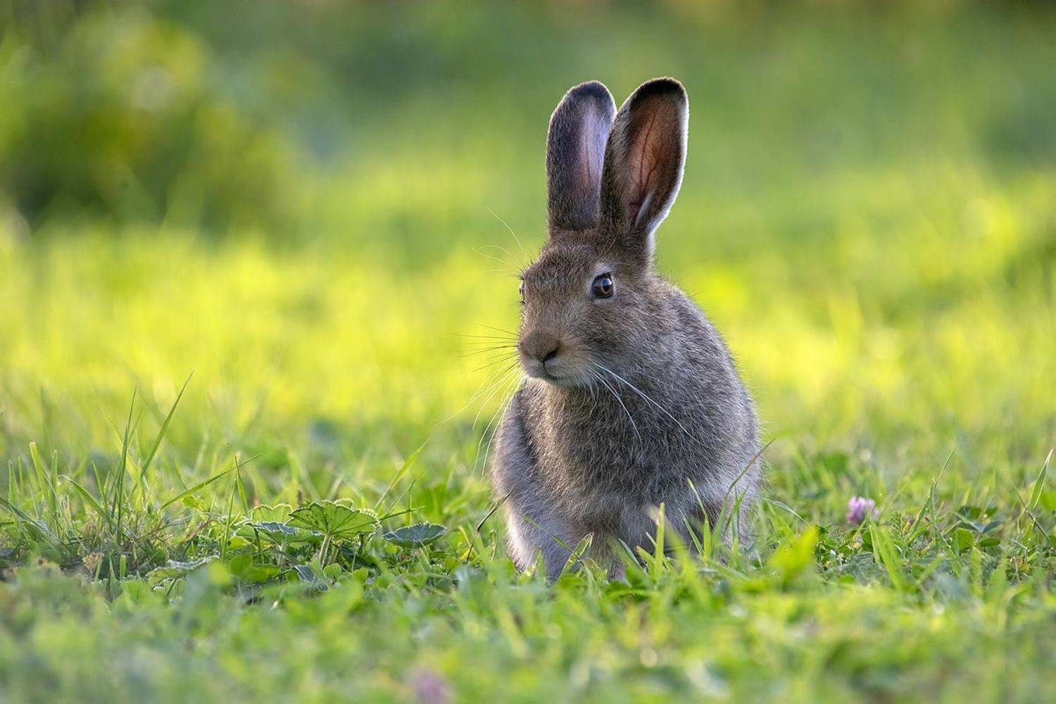 заяц, Владимир Письмак