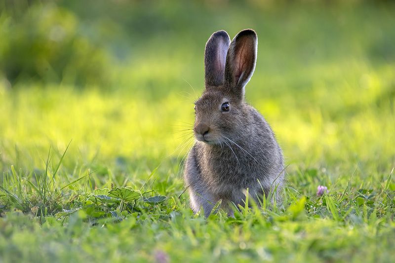 заяц Ушастый сосед фото превью