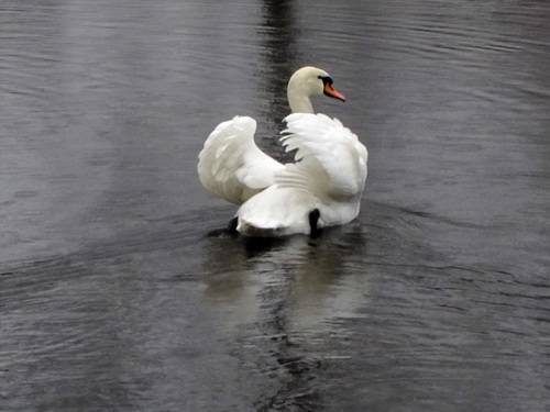 WHITE swans in the blue pond water - a bird, animals in the wild