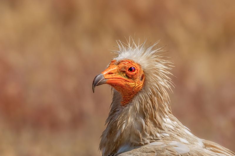 Египетски лешояд (Neophron percnopterus)... фото превью