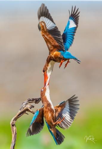 White-throated Kingfisher 2
