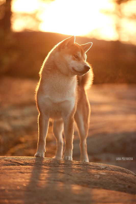 собака, сиба, шиба, сибаину, рассвет, Карелия На рассвете фото превью