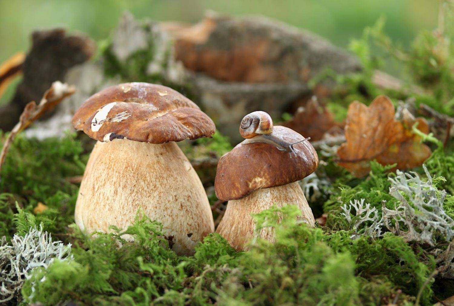 природа, грибы, белые, улитка, Шруб (Беляева) Татьяна