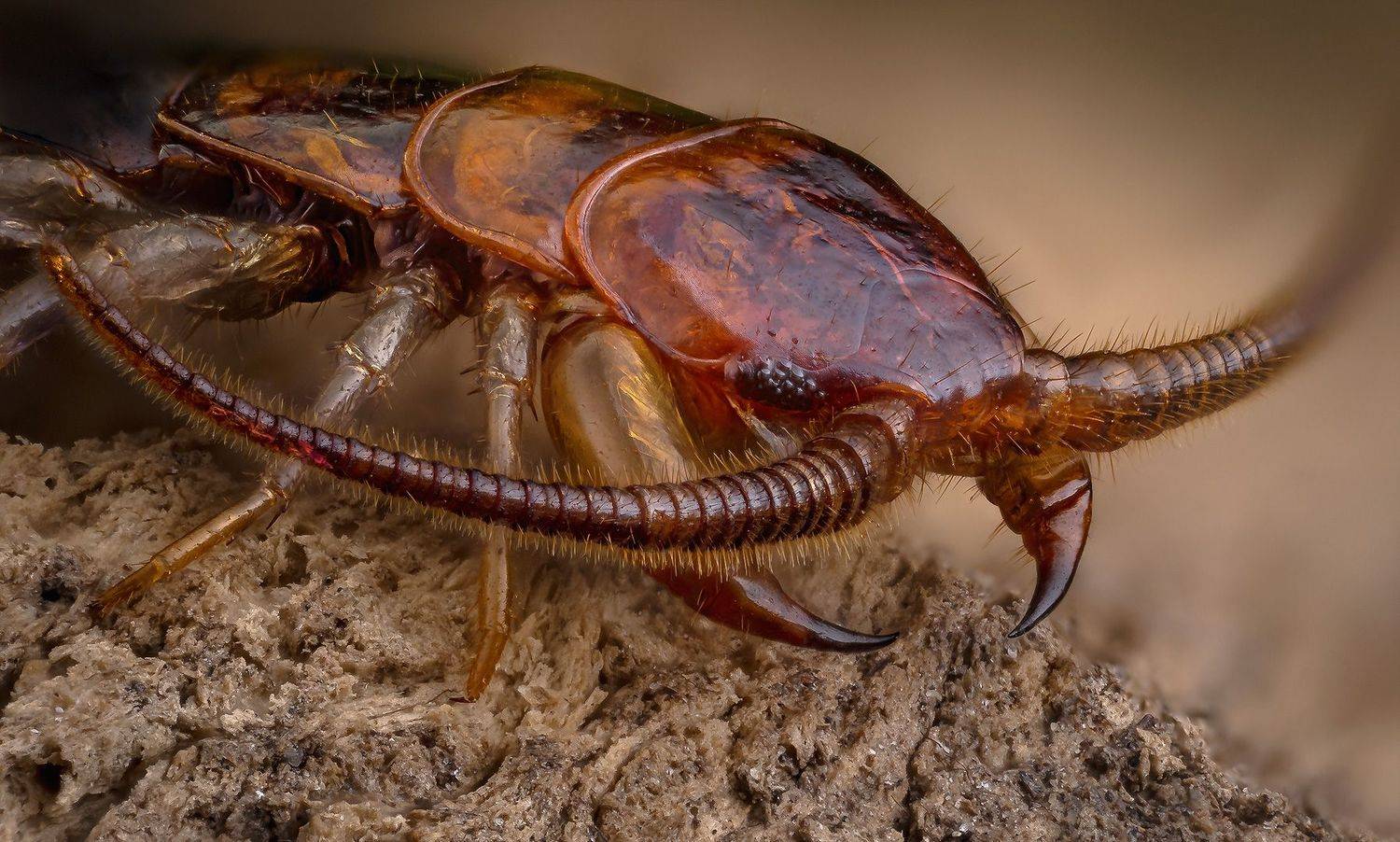 , Eugenijus Kavaliauskas