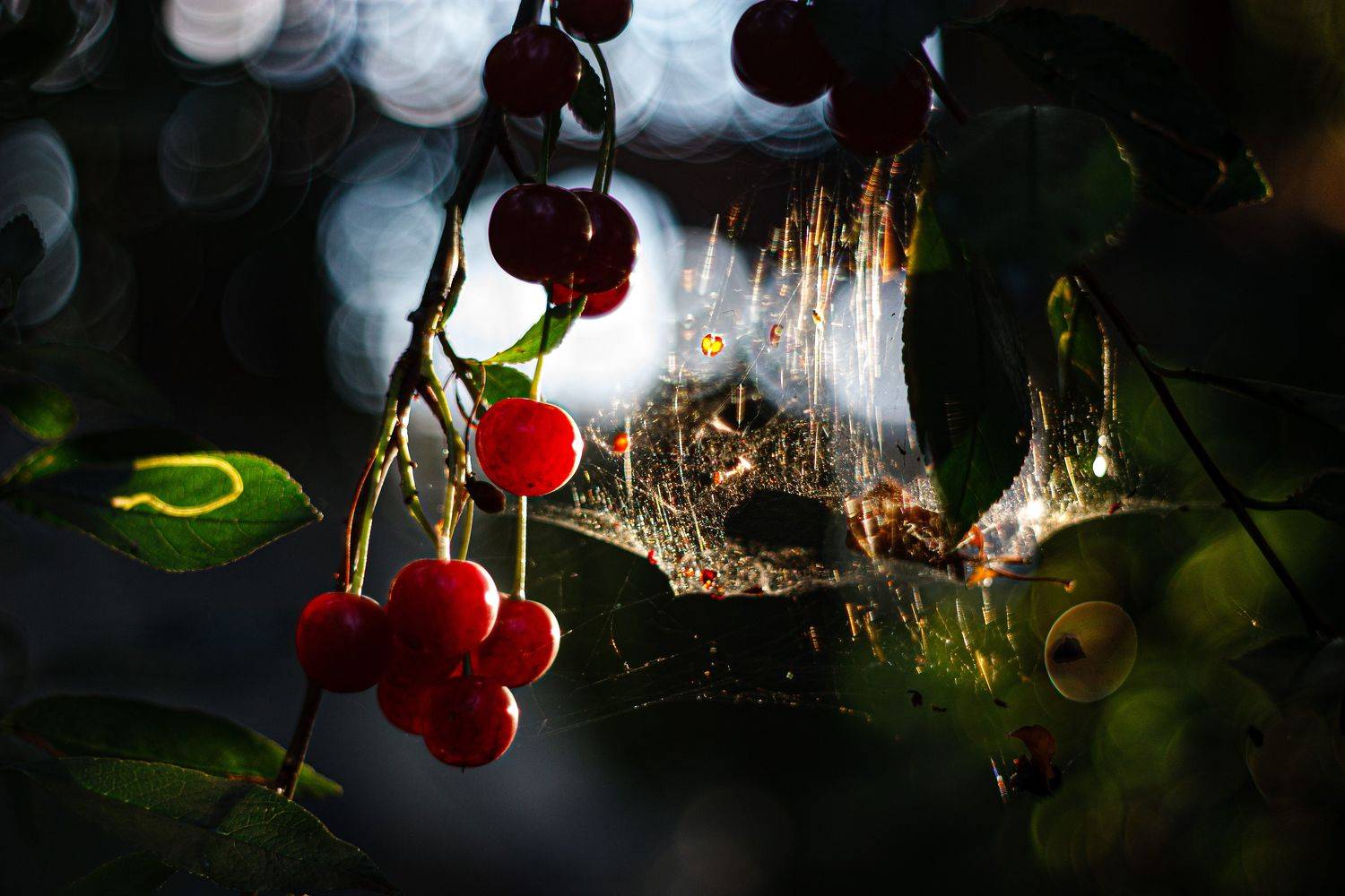 , Лариса Лофицкая