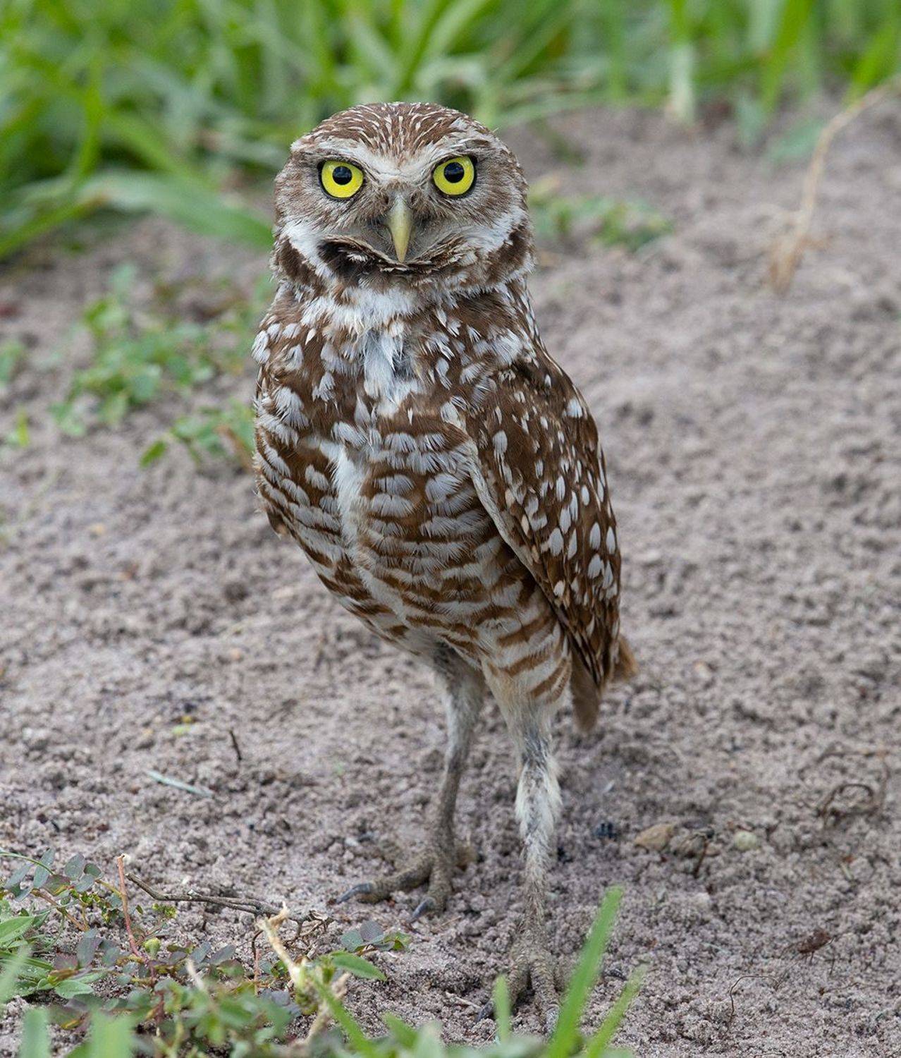кроличий сыч, florida, burrowing owl, owl, флорида, сыч, Elizabeth Etkind