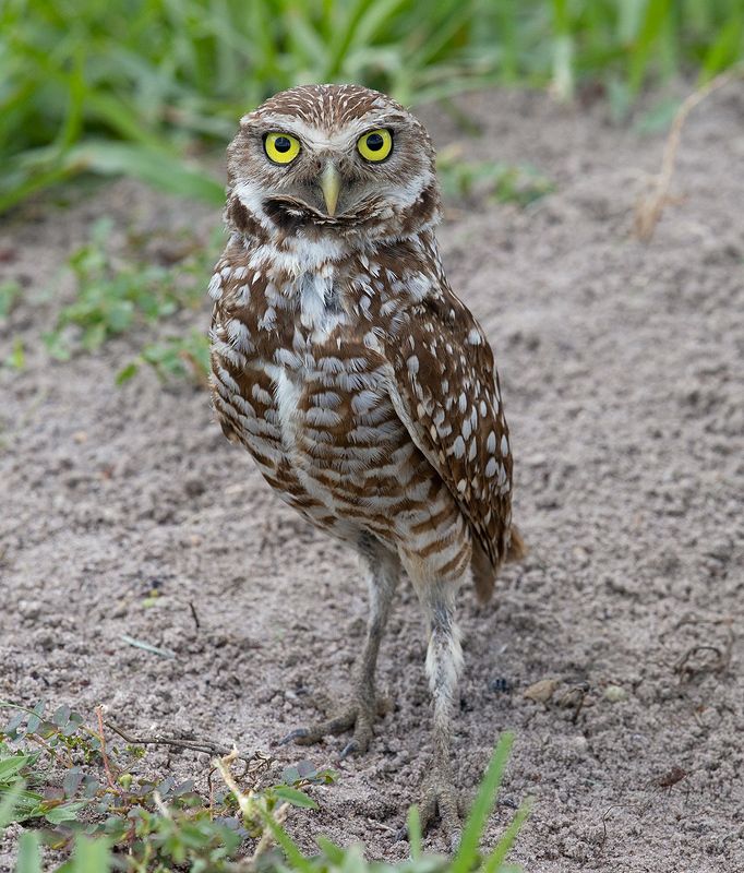 кроличий сыч, florida, burrowing owl, owl, флорида, сыч Burrowing Owl - Кроличий сыч фото превью