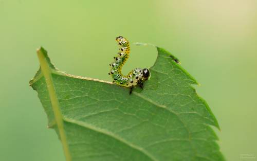 Вечно голодные