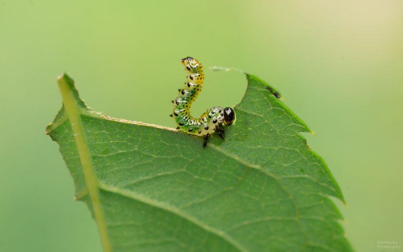 макро, природа, растения, роза, пилильщик, личинка, вредитель, macro, nature, plants, rose, sawfly, larva, pest, Вечно голодные фото превью