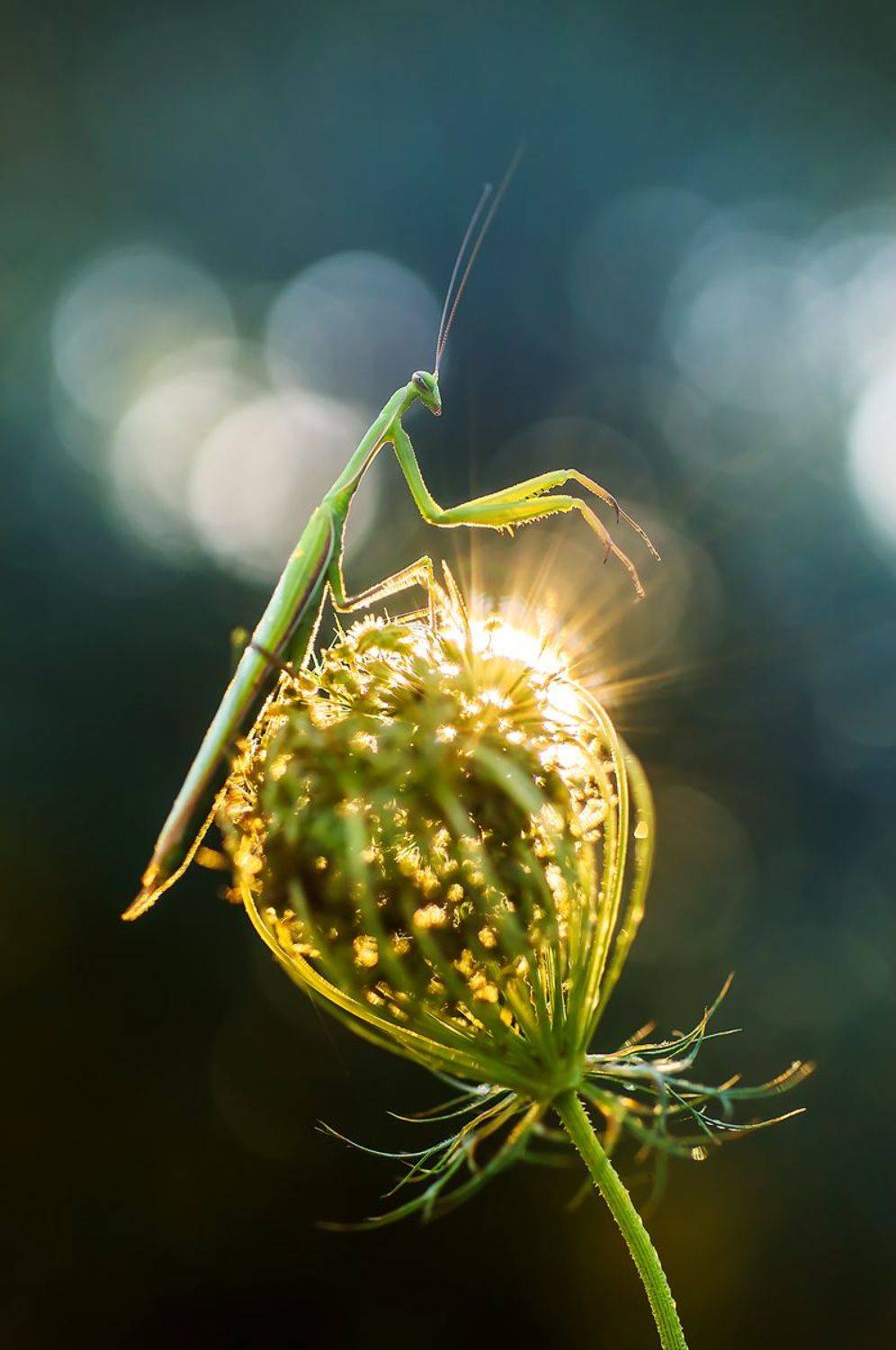 , Чепленко Алексей