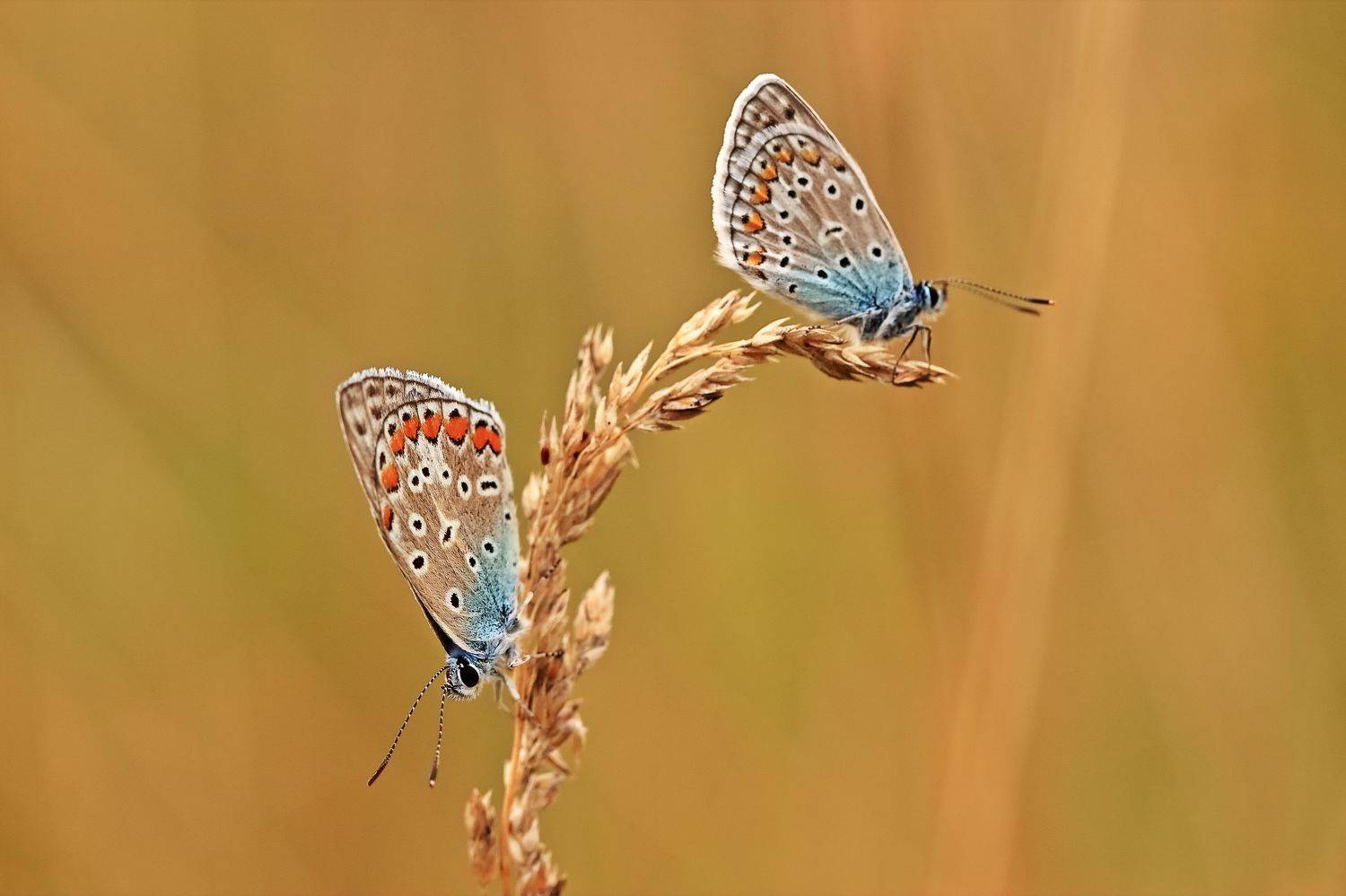 , Олег Резенов