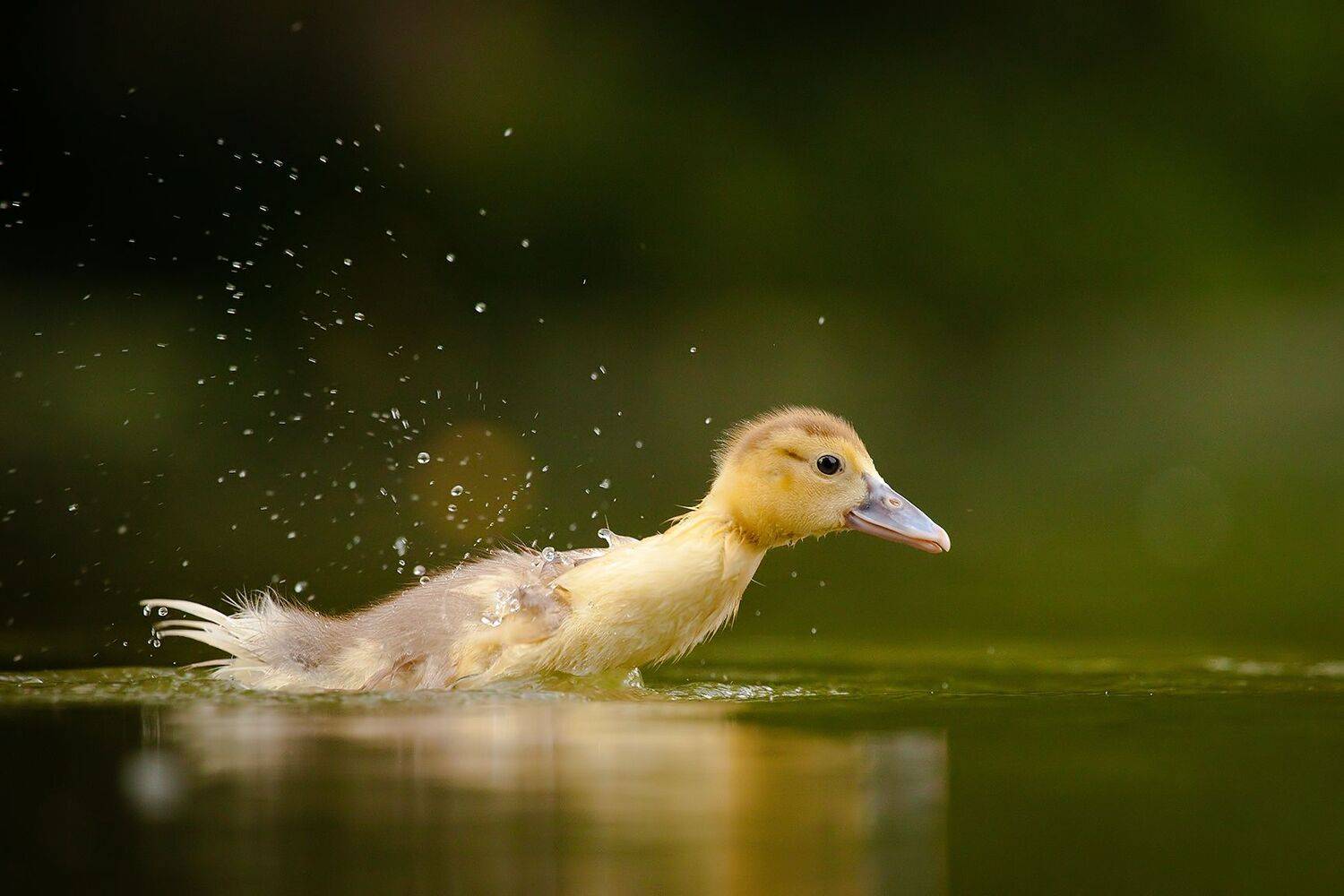 Duckling. Автор: Robert Adamec , Robert Adamec