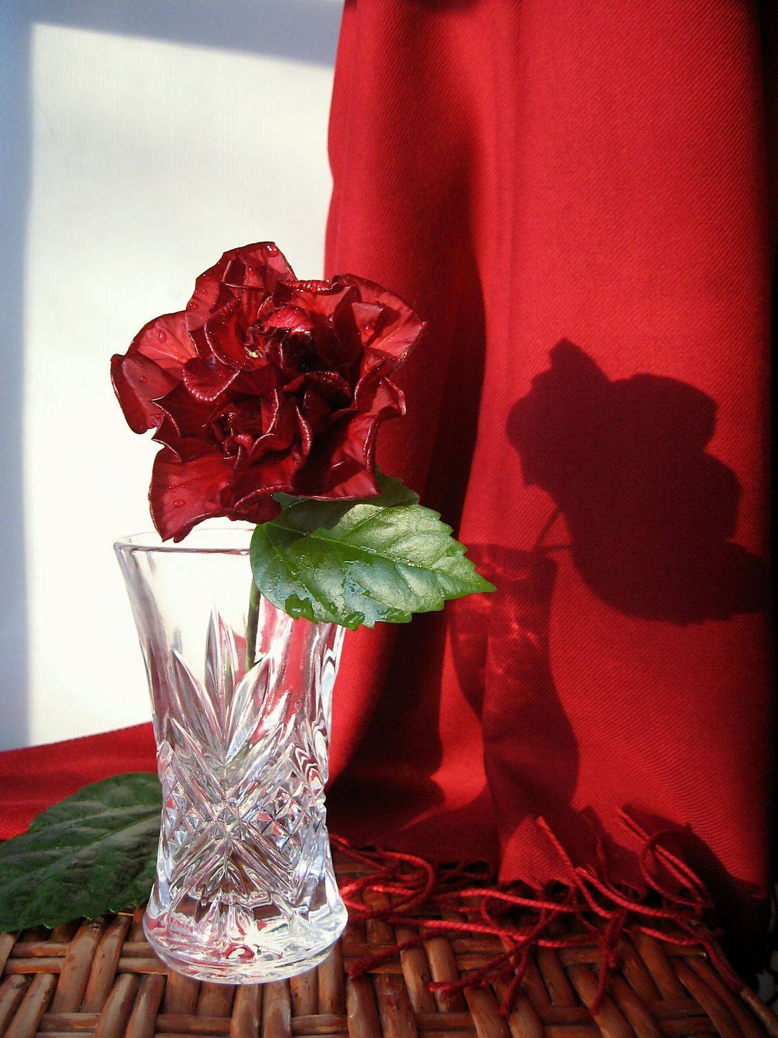 цветы, гибискус, красный цвет, Наталия Тихомирова