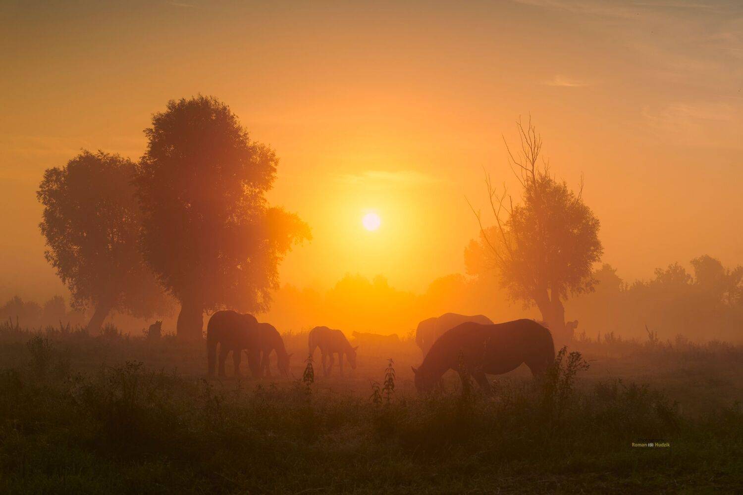 Horses, landscape, sunrise, fog, clouds, orange color, trees,, Roman Hudzik