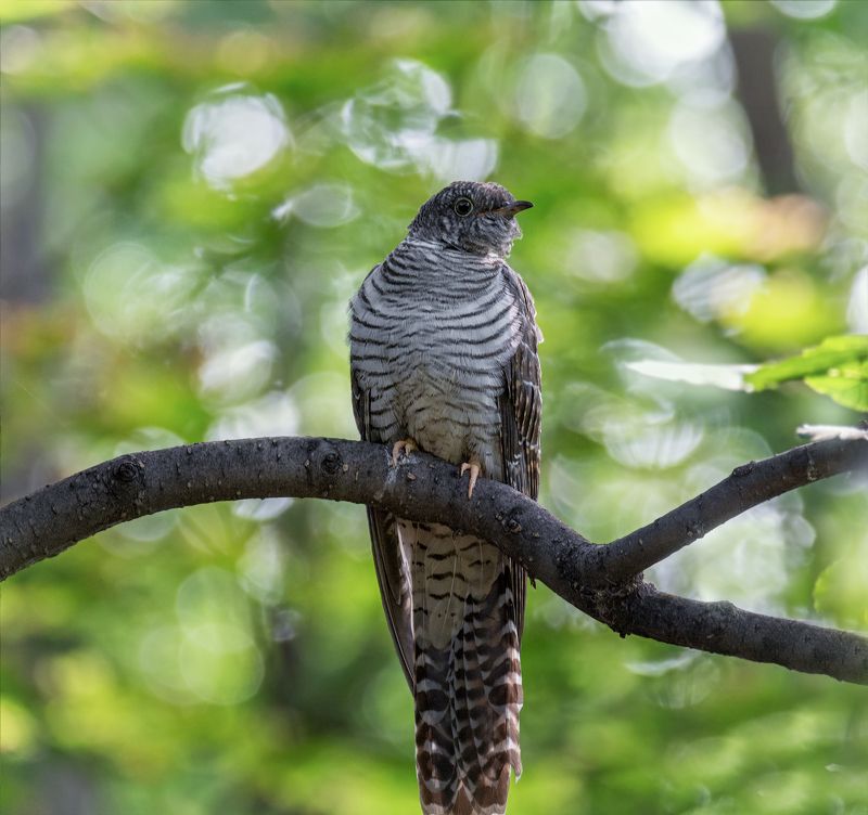 птица, кукушка, самка, кукушка.. фото превью