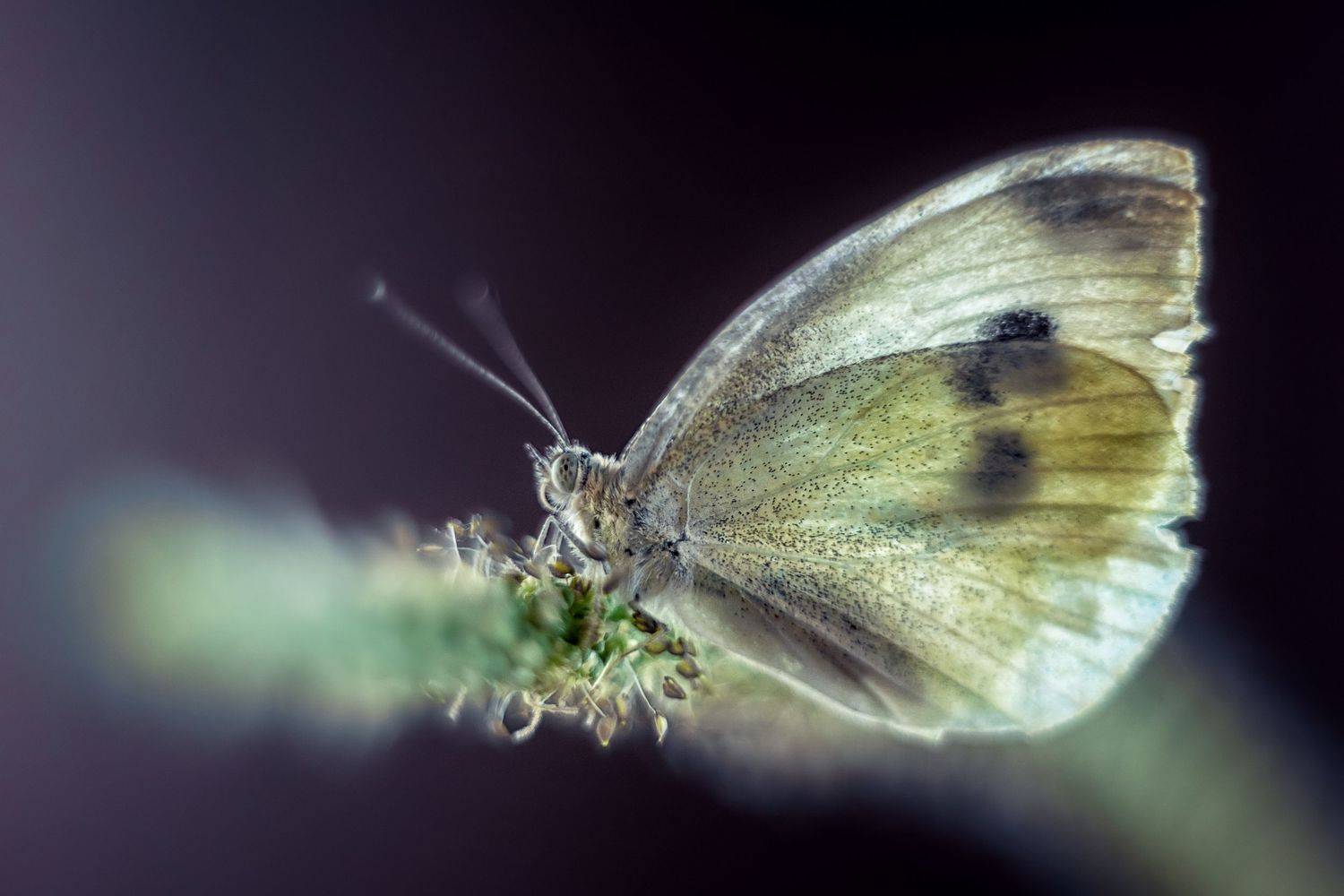 , Анастасия Думинская