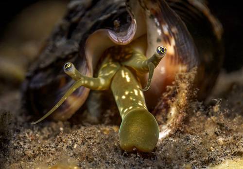 М О Л Л Ю С К